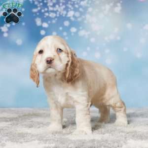 Silas, Cocker Spaniel Puppy